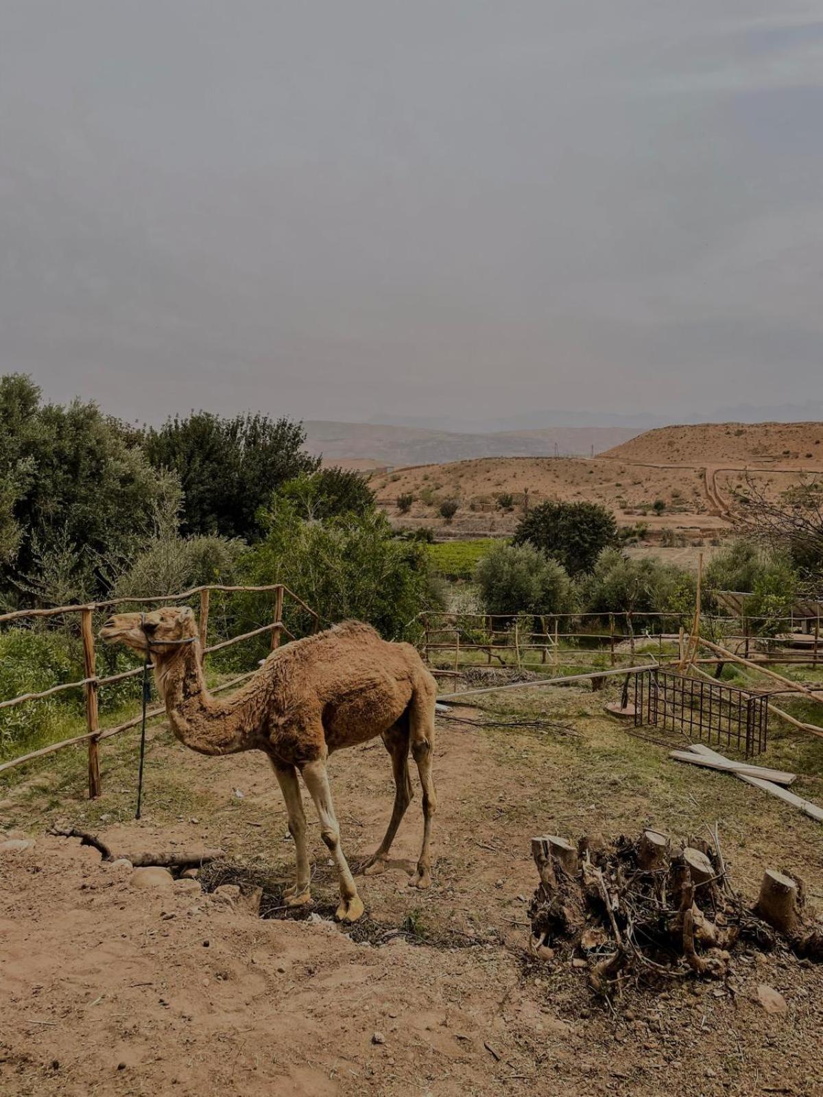 Les Terrasses Du Lac Marrakech Lalla Takerkoust Exteriér fotografie